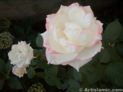 A white rose picture. ( Artislamic.com. All rights reserved.)