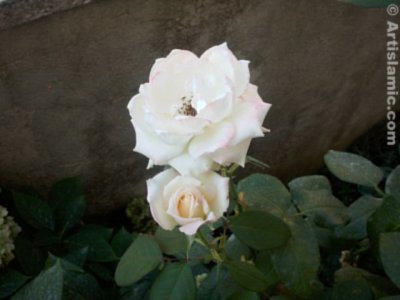 A white rose picture. ( Artislamic.com. All rights reserved.)