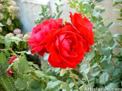 A red rose picture. ( Artislamic.com. All rights reserved.)