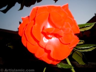 A red rose picture. ( Artislamic.com. All rights reserved.)