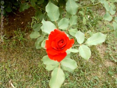 A red rose picture. ( Artislamic.com. All rights reserved.)