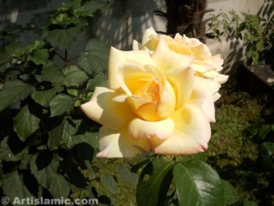 A yellow rose picture. ( Artislamic.com. All rights reserved.)