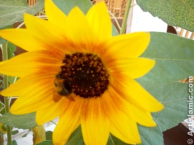 A sunflower and a bee on it. ( Artislamic.com. All rights reserved.)