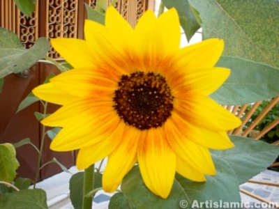 A sunflower picture. ( Artislamic.com. All rights reserved.)