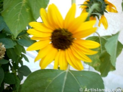 A sunflower picture. ( Artislamic.com. All rights reserved.)