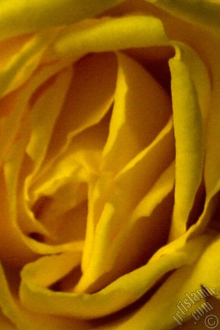 A mobile wallpaper and MMS picture for Apple iPhone 7s, 6s, 5s, 4s, Plus, iPods, iPads, New iPads, Samsung Galaxy S Series and Notes, Sony Ericsson Xperia, LG Mobile Phones, Tablets and Devices: Yellow rose photo.

