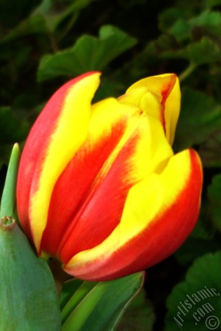 A mobile wallpaper and MMS picture for Apple iPhone 7s, 6s, 5s, 4s, Plus, iPods, iPads, New iPads, Samsung Galaxy S Series and Notes, Sony Ericsson Xperia, LG Mobile Phones, Tablets and Devices: Red-yellow color Turkish-Ottoman Tulip photo.
