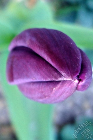 A mobile wallpaper and MMS picture for Apple iPhone 7s, 6s, 5s, 4s, Plus, iPods, iPads, New iPads, Samsung Galaxy S Series and Notes, Sony Ericsson Xperia, LG Mobile Phones, Tablets and Devices: Purple color Turkish-Ottoman Tulip photo.
