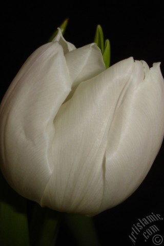 A mobile wallpaper and MMS picture for Apple iPhone 7s, 6s, 5s, 4s, Plus, iPods, iPads, New iPads, Samsung Galaxy S Series and Notes, Sony Ericsson Xperia, LG Mobile Phones, Tablets and Devices: White color Turkish-Ottoman Tulip photo.
