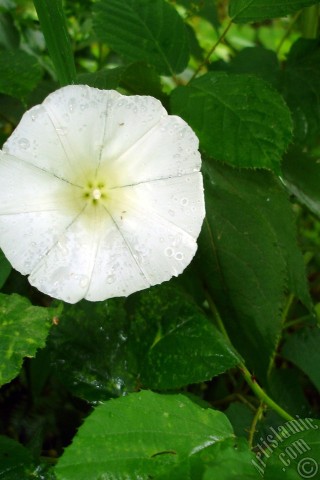 A mobile wallpaper and MMS picture for Apple iPhone 7s, 6s, 5s, 4s, Plus, iPods, iPads, New iPads, Samsung Galaxy S Series and Notes, Sony Ericsson Xperia, LG Mobile Phones, Tablets and Devices: White Morning Glory flower.
