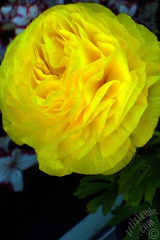 A mobile wallpaper and MMS picture for Apple iPhone 7s, 6s, 5s, 4s, Plus, iPods, iPads, New iPads, Samsung Galaxy S Series and Notes, Sony Ericsson Xperia, LG Mobile Phones, Tablets and Devices: A yellow flower in the pot.
